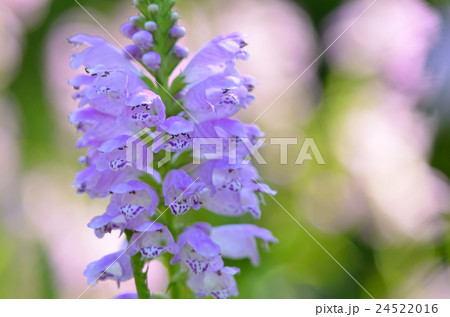 ハナトラノオ 24522016