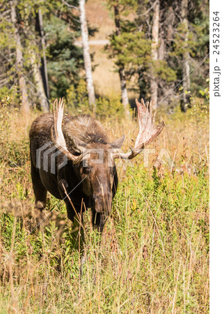 Shiras Bull Moose in Autumn Shiras Bull Moose in Autumn 24523264