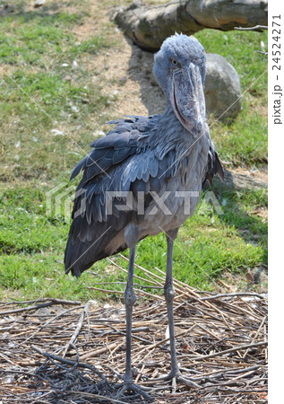 ハシビロコウ ハシビロコウ 24524271