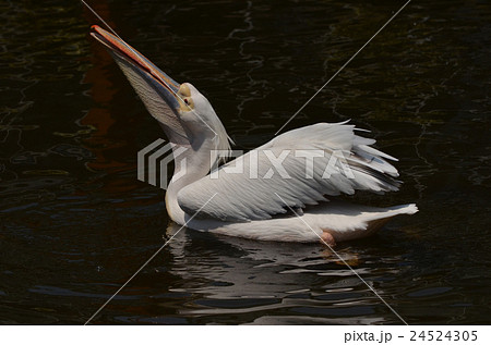 モモイロペリカン モモイロペリカン 24524305