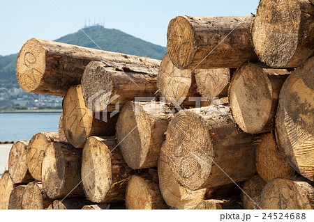 函館港中央埠頭で船積みを待つ丸太材 24524688