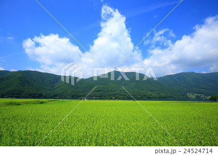 信州　安曇野の田園風景 24524714
