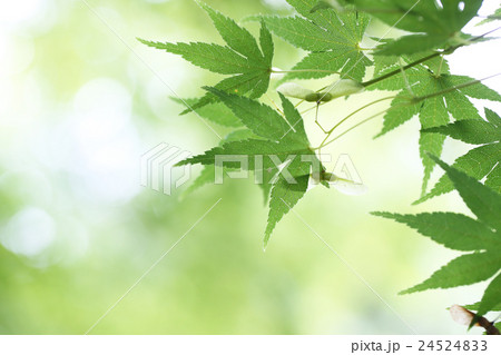 イロハモミジと果実 24524833