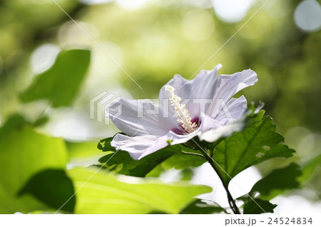 木陰に咲くムクゲ 木陰に咲くムクゲ 24524834