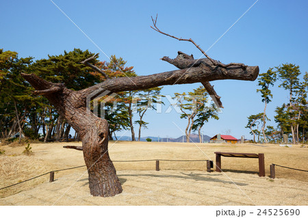 龍の松 24525690