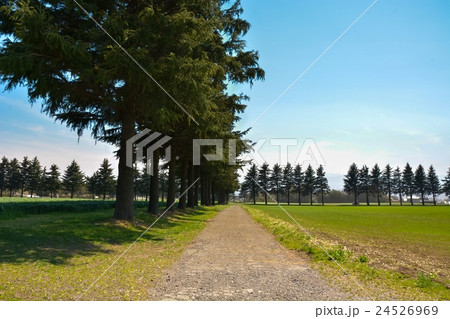 並木道 (3) 並木道 (3) 24526969