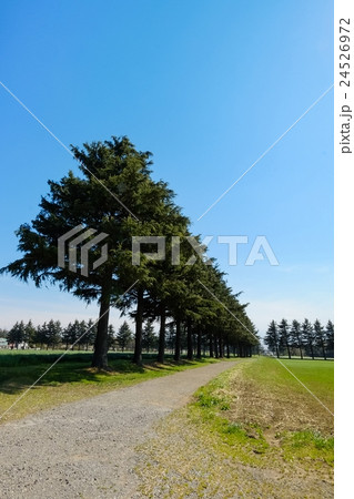 並木道 (6) 24526972