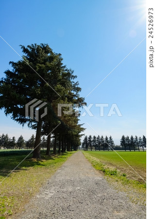 並木道 (7) 並木道 (7) 24526973