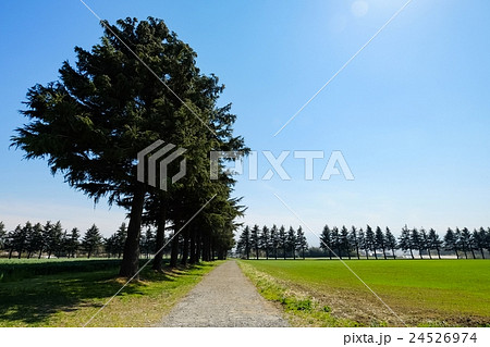 並木道 (8) 24526974