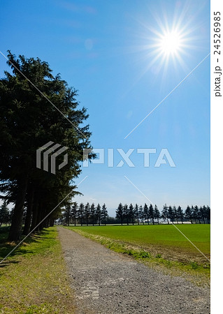 並木道 (9) 並木道 (9) 24526985