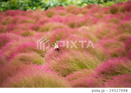 コキアの花畑 コキアの花畑 24527098