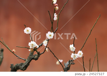 花 フラワー お花 24527327