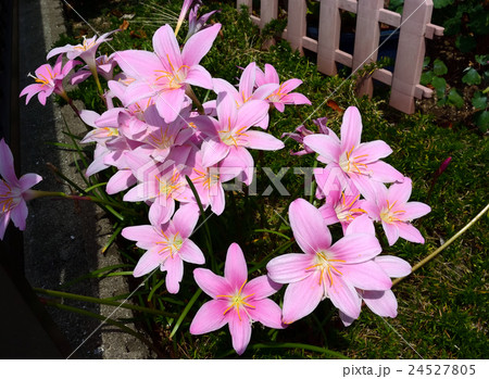 明るいピンクがキレイな、サフランモドキの花－３ 24527805