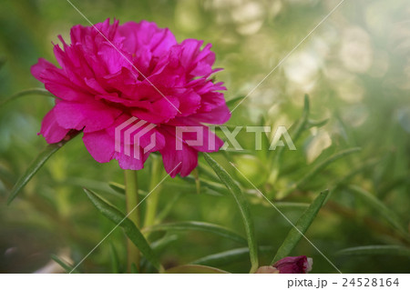 Portulaca Oleracea Flower 24528164