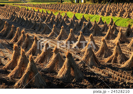 稲刈りの済んだ田んぼ 24528210