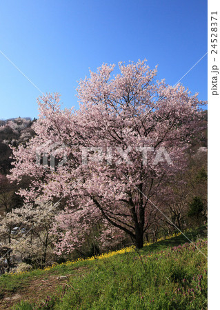 信州池田町桜仙峡の桜 信州池田町桜仙峡の桜 24528371