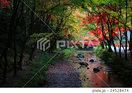遠州小国神社宮川の紅葉 24528474