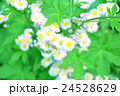 ハルジオン 24528629