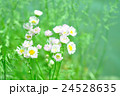 ハルジオン 24528635