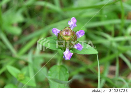 ウツボグサ 24528728