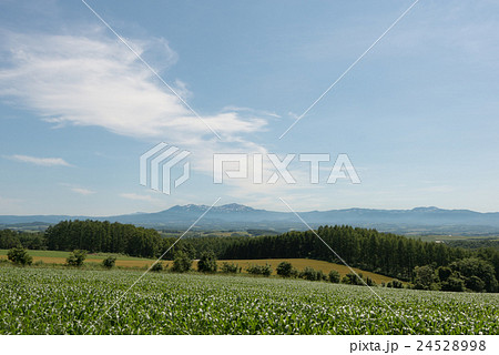 美瑛の丘 24528998