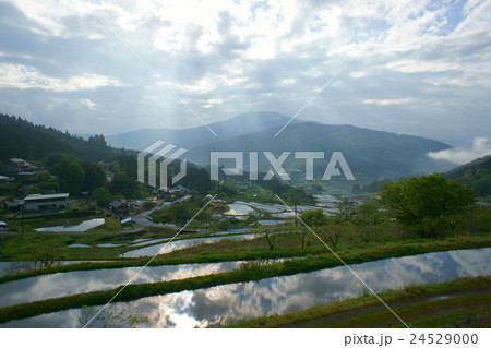 早朝の坂折棚田1 早朝の坂折棚田1 24529000