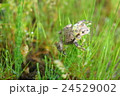 春のカエル 24529002