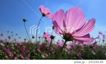 青空とコスモス 24529140