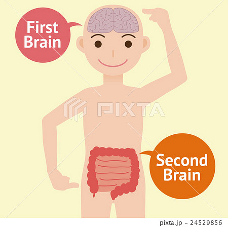脳と腸の関係 イメージイラストのイラスト素材