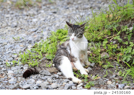 野良猫 野良猫 24530160