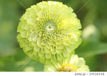 ジニアエレガンス 24530338