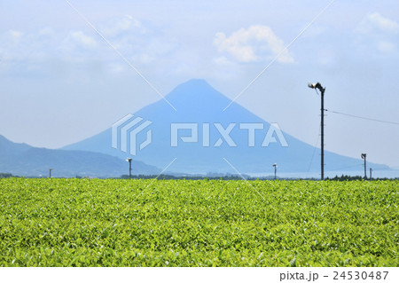 開聞岳 茶畑 開聞岳 茶畑 24530487