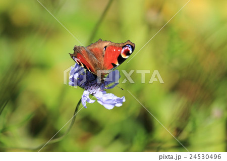 クジャクチョウ③ クジャクチョウ③ 24530496