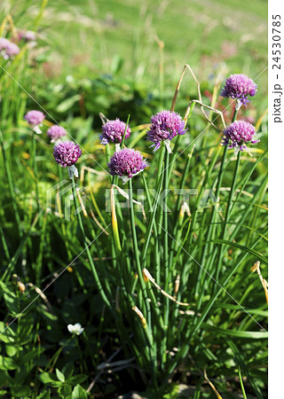 シロウマアサツキ シロウマアサツキ 24530785