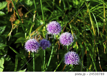 シロウマアサツキ 24530789