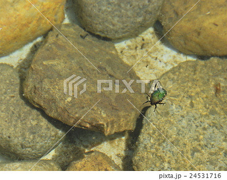 水溜りで溺れているハナムグリの仲間 （ 2016年4月 岐阜県中津川市 ) 24531716