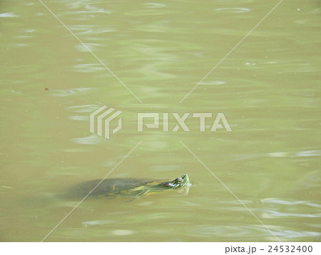ミシシッピアカミミガメ ( 2016年5月 愛知県名古屋市 ) ミシシッピアカミミガメ ( 2016年5月 愛知県名古屋市 ) 24532400