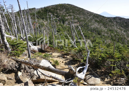 奥秩父の縞枯れと北奥千丈岳と富士山 24532476