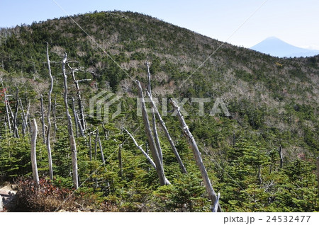 奥秩父の縞枯れと北奥千丈岳と富士山 24532477