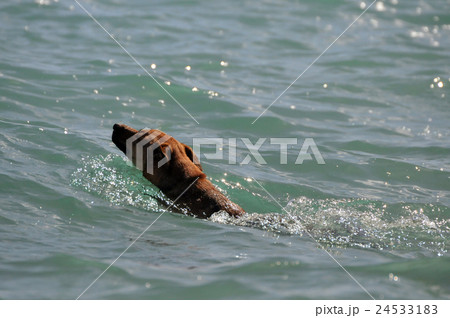 動物：犬003(ピットブル)＠USA＞Hawaii＞Kauai島＞Kealia Beach 24533183