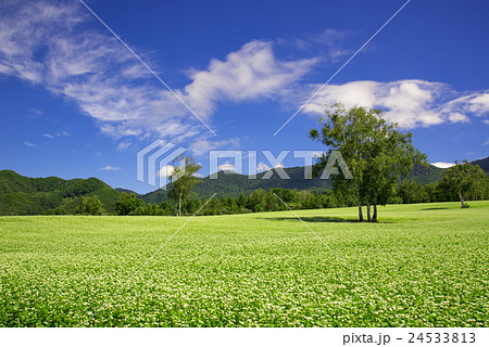 高原のソバ畑 高原のソバ畑 24533813