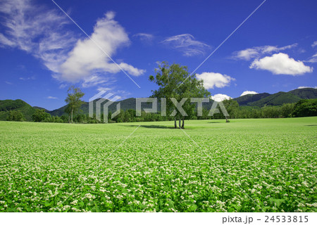 高原のソバ畑 高原のソバ畑 24533815