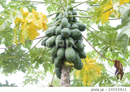 パパイヤ 24533911