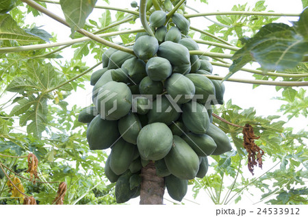 パパイヤ 24533912