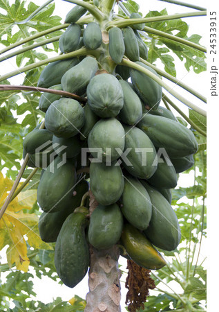 パパイヤ 24533915