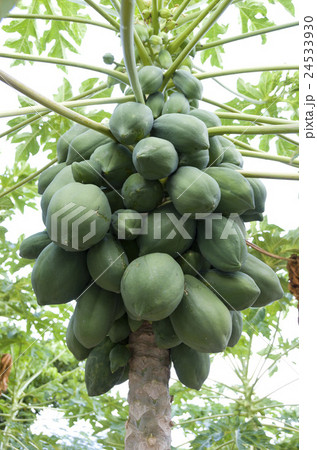 パパイヤ パパイヤ 24533930