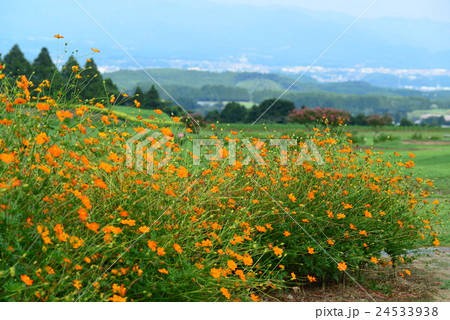 生駒高原 生駒高原 24533938