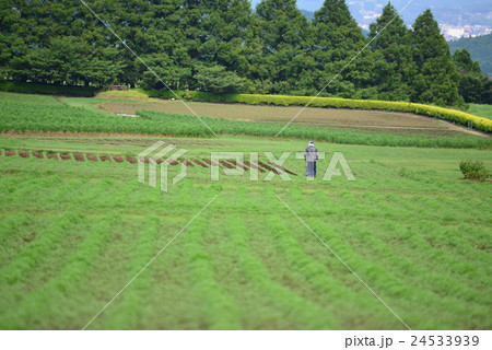 生駒高原 生駒高原 24533939