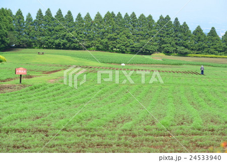 生駒高原 生駒高原 24533940