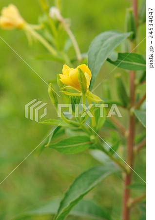 メマツヨイグサ.1 メマツヨイグサ.1 24534047